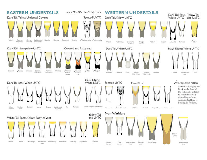 The Warbler Guide Undertails Quick Finder