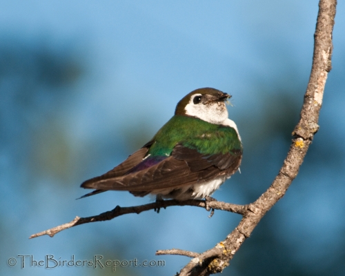 Violet-green Swallow, swallow, cavity nesting bird