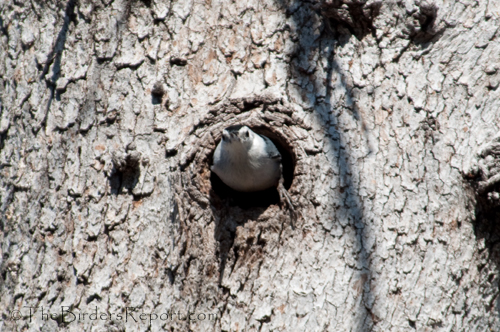 Watching White-breasted Nuthatches Build A Nest | The ...