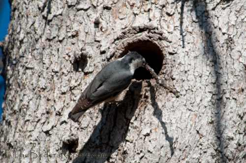 Watching White-breasted Nuthatches Build A Nest | The ...