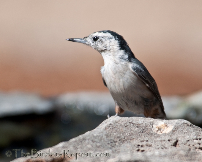 White-breasted Nuthatch