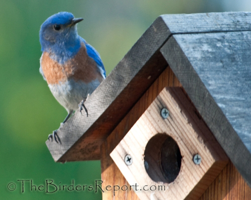 western bluebird, bluebird, birdhouse