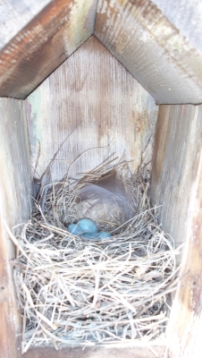 Western Bluebird Nest, western bluebird eggs