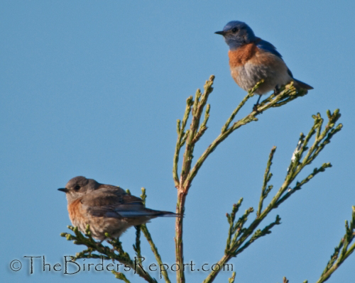 western bluebird, bluebirds,