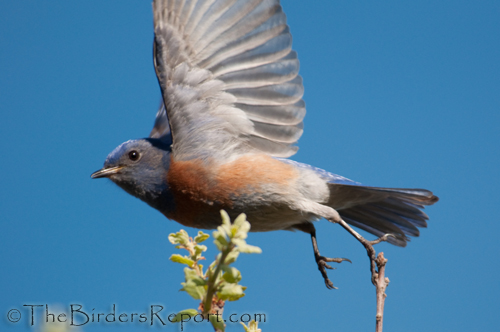 FLYOUT ZIP BRA - Bold Blue Flying Birds / 10