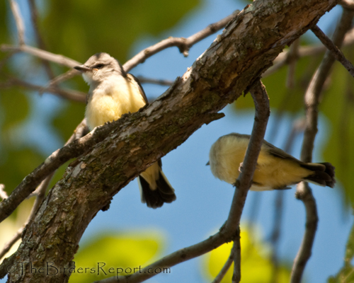 western kingbird, kingbird, fledgling