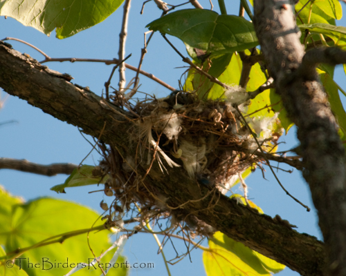 western kingbird nest, bird nest
