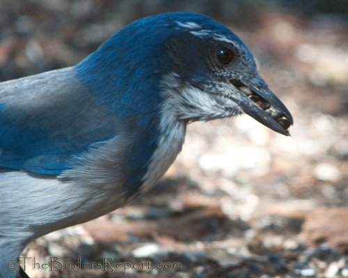 NestWatch  California Scrub-Jay - NestWatch