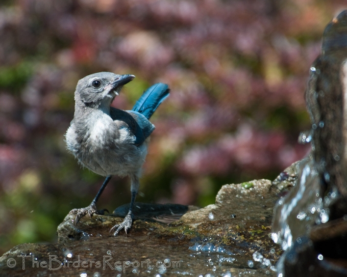 Western Scrub-Jay