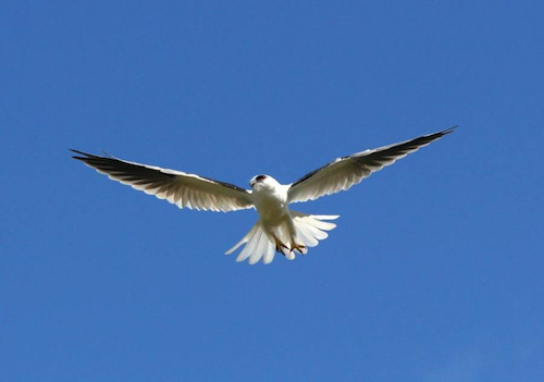 Black-shouldered Kite