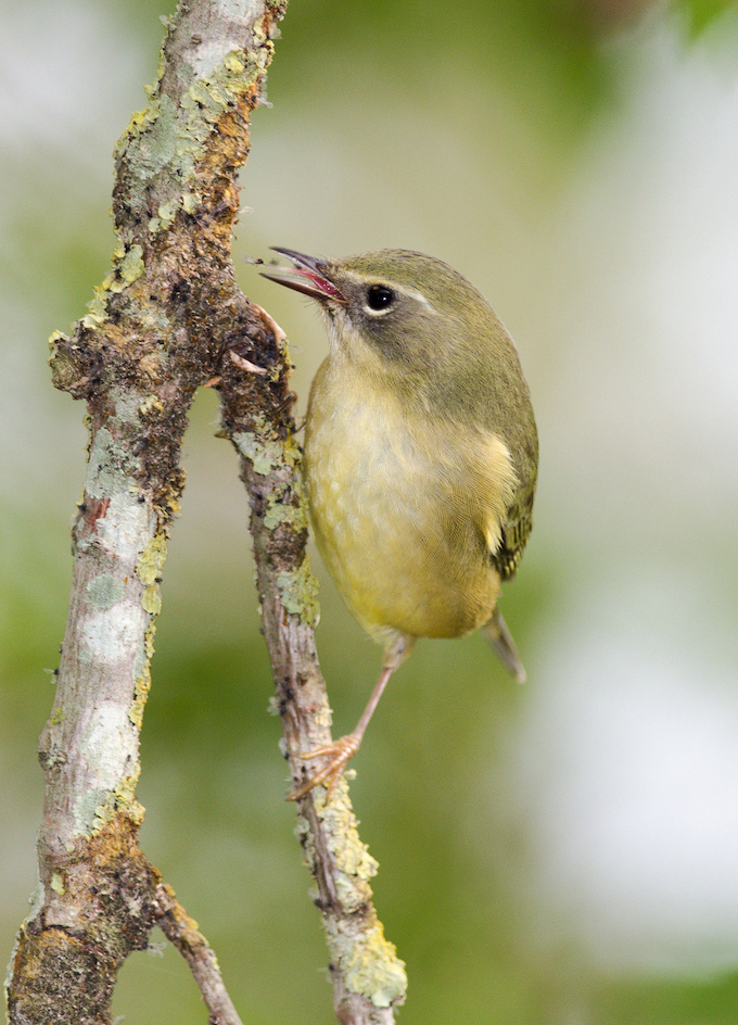 Black-throated Blue Warbler Female