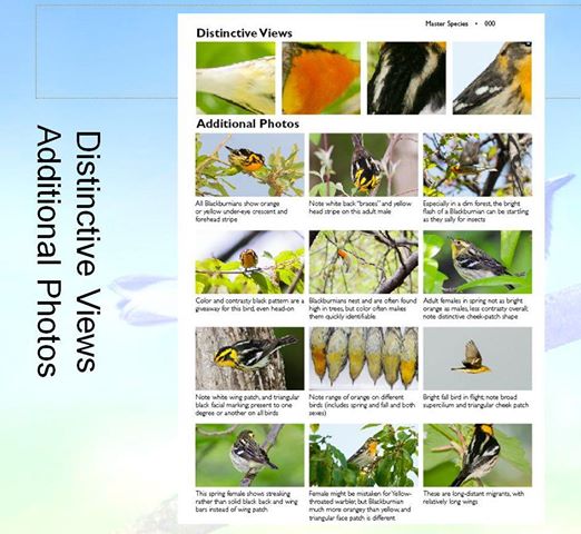 Warbler Identification Chart