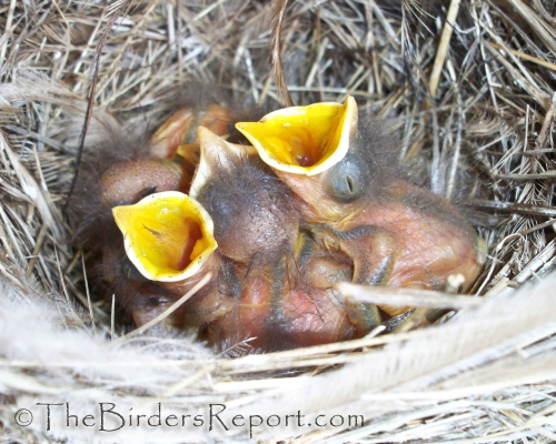 Western Bluebird Chicks, western bluebird, WEBL, nestlings