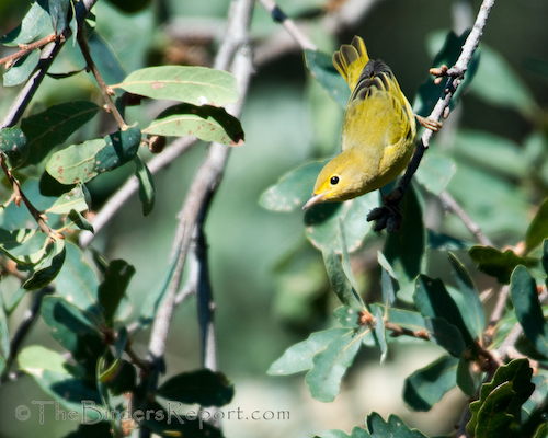 Yellow Warbler