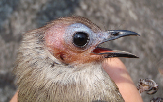 Bare-faced Bulbul, new bird species