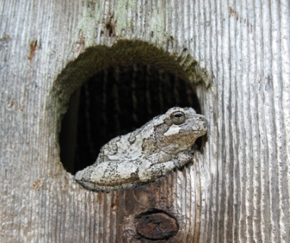 Frog In A Birdhouse