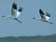 Whooping Cranes In Flight