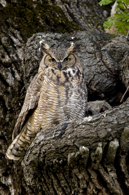 Great Horned Owl