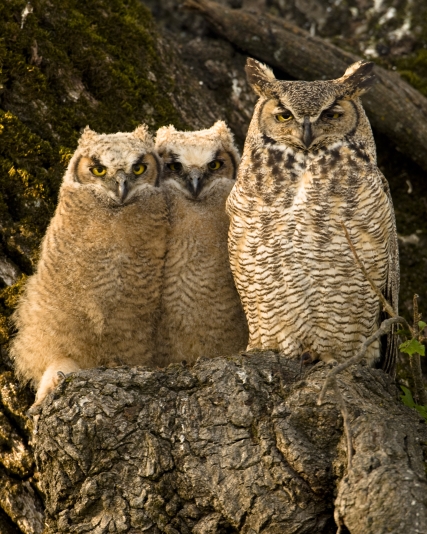 Great Horned Owl with chicks