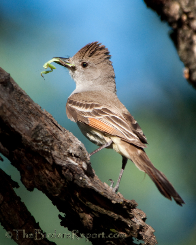 Ash-throated Flycatcher