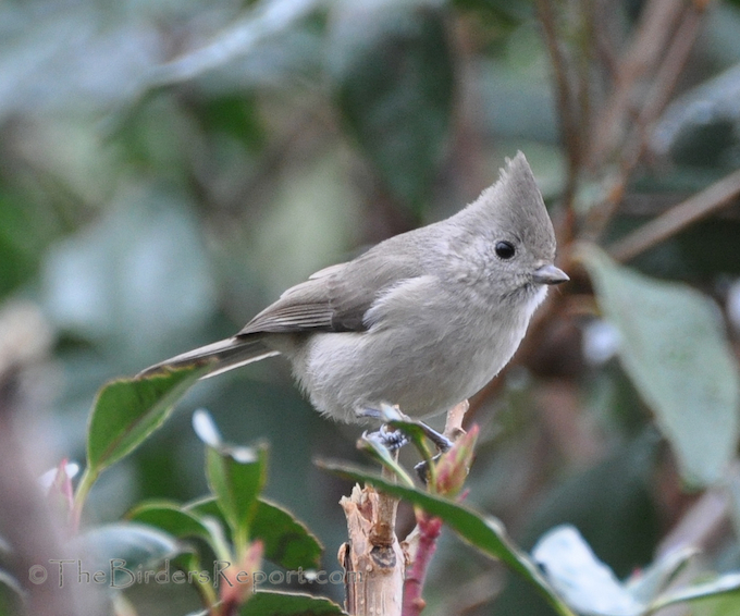 Oak Titmouse