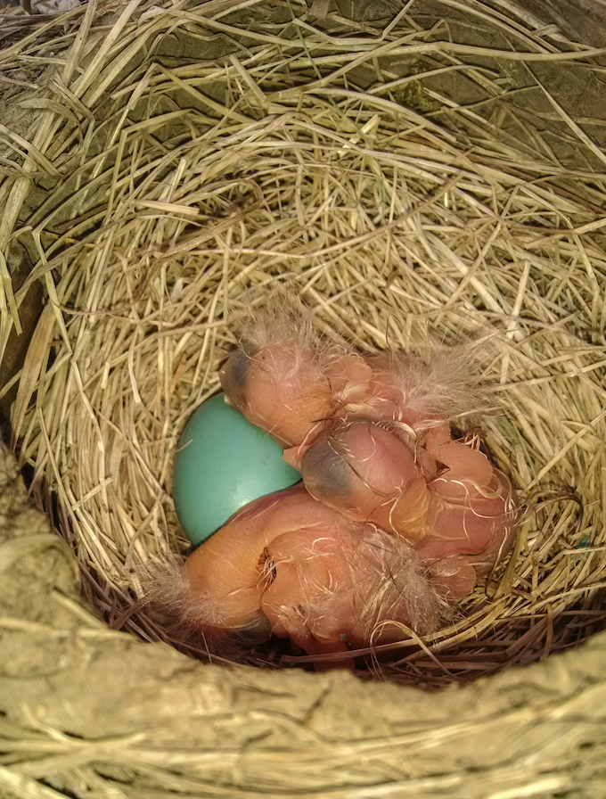 American Robin Nest and Egg with Nestlings