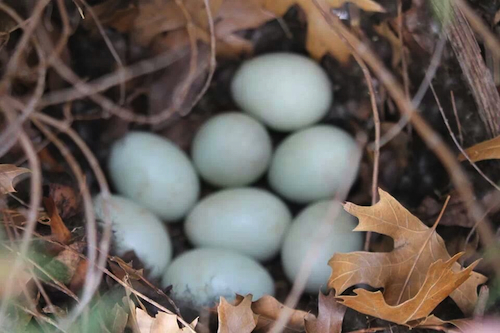 Identifying Bird Eggs Chart