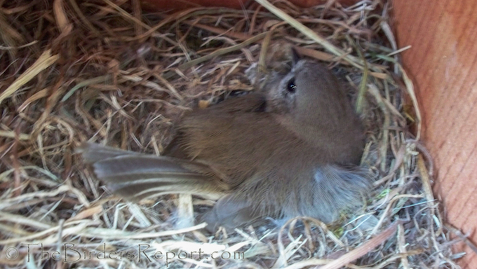 Oak Titmouse in Nest