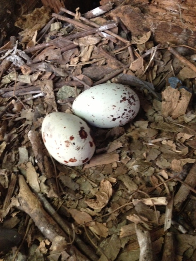 Identifying Bird Eggs Chart