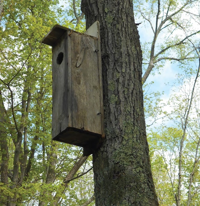 Northern Cardinal Birdhouse Plans