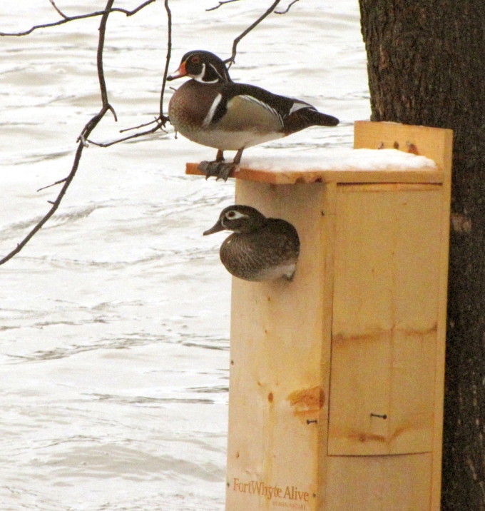 Birdhouse and Nest Box Plans for Several Bird Species 