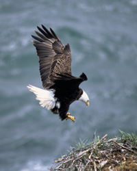 Bald Eagle - USFWS photo