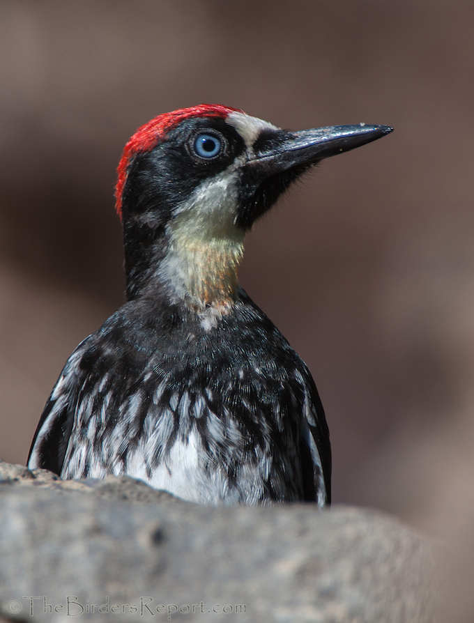 Acorn Woodpecker Juvenile