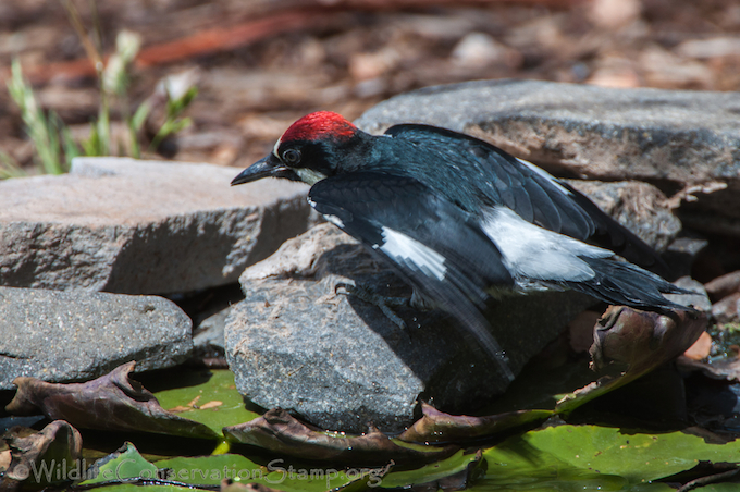Acorn Woodpecker Juvenile