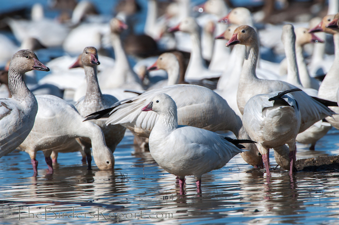 Ross's Goose with Snow Geese