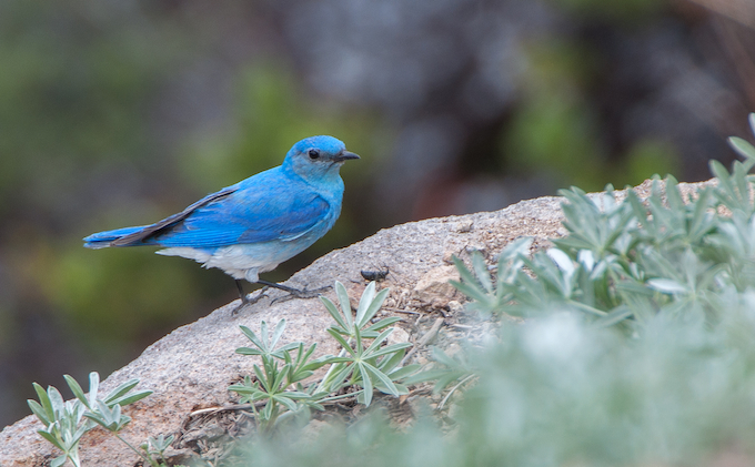 Mountain Bluebird Male