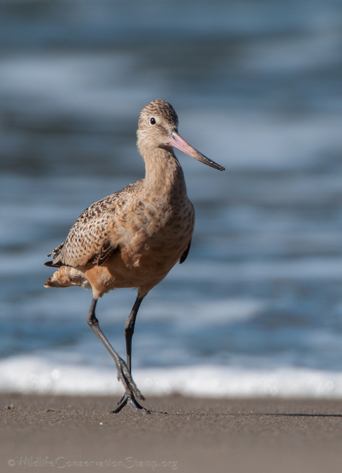 Marbled Godwit