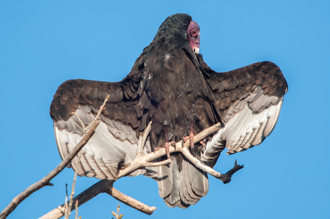 Turkey Vulture