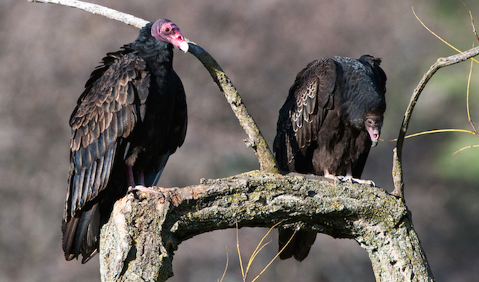 Turkey Vulture Adult and Juvenile