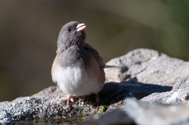 Dark-eyed Junco Female